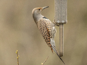 Northern Flicker