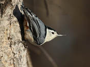 White Breasted Nuthatch 