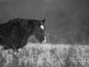 Horse in heavey snow