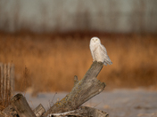 Snowy Owl 