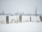 Snowy Owl 