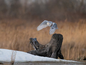 Snowy Owl 