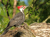 Male Pileated Woodpecker 