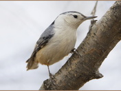 White-breasted Nuthatch