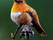 Return of the Rufous Hummingbird.  