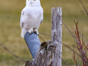 Snowy Owl