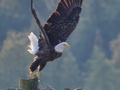 Bald Eagle 