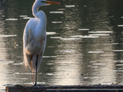 Great Egret