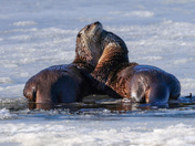 River otters in love 