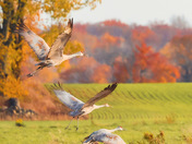 Autumn Sandhill cranes 