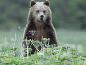 Grizzly Cub - Vancouver Island 