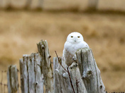Snowy owl