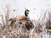 Nesting canada goose