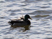 A strange  backlight with Mr Mallard 