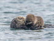 Baby Sea Otter 