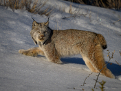 Canada Lynx in the snow