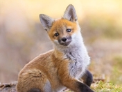 Red fox 2025