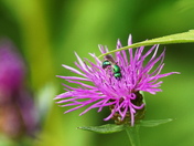 Cuckoo wasp on black knapweed
