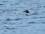 Fishing loon