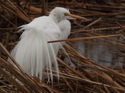 Toughing out the Weather