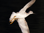 A Greater Yellowlegs. 