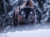 Wood Bison
