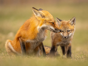 Red fox kit