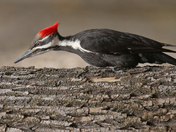 Mrs Pileated Woodpecker 
