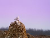 Snowy Owl 