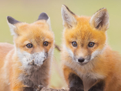 Red fox cubs