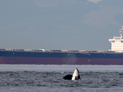 Orca with Tanker