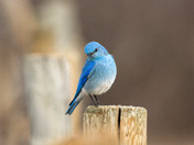 Mountain Bluebird 