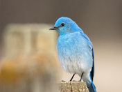 Mountain Bluebird 