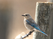 Mountain Bluebird 