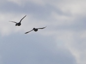 Backlight with mallard ducks
