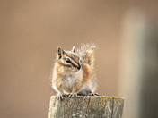 Least Chipmunk