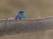 Wanna See a Magic Trick?