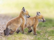2 curious cut red fox cubs