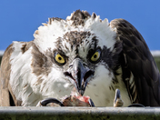 Face to face with my first Osprey of the season.  