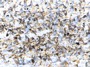 A flock of "Snow Buntings"
