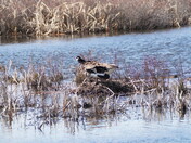 Choosing a good nest 