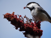 Feeding on stagohrn sumac