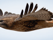 Speedy Red-tailed Hawk