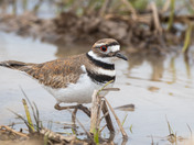 The piercing eye of the Killdeer!
