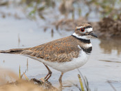 The piercing eye of the Killdeer!