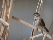 Song Sparrow