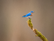 Eastern Blue Bird 