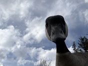 Canada Goose