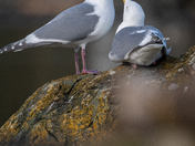 Glaucous-winged gull