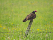 Turkey Vulture 